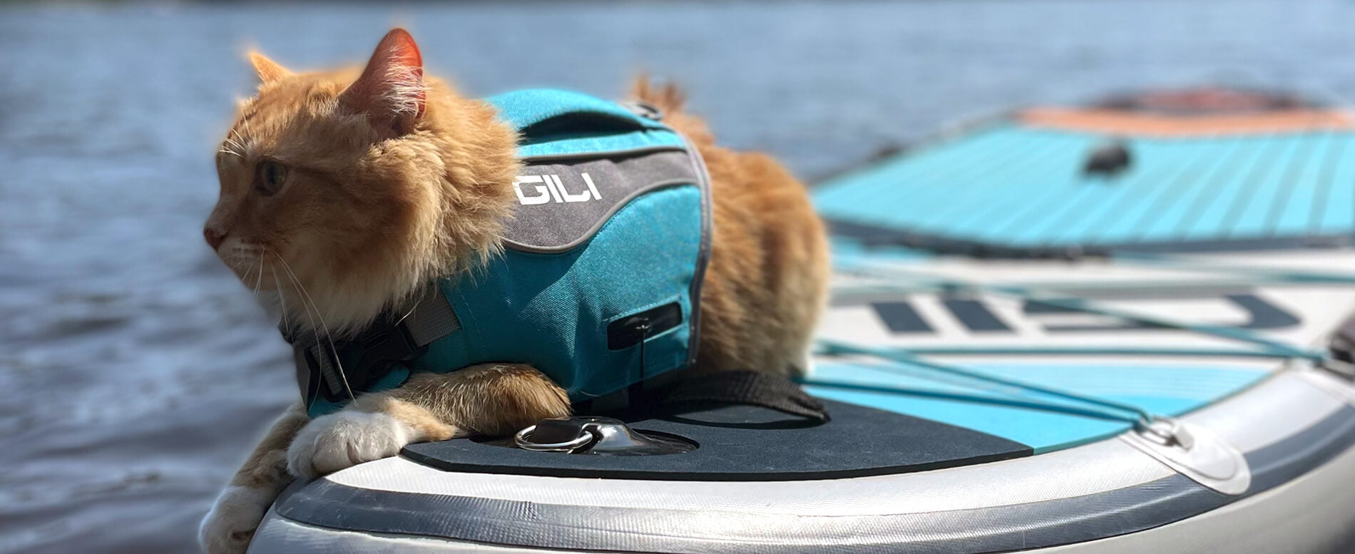 GILI pet life jacket on a cat